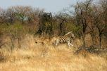 Leonessa a caccia di zebre al Madikwe Game Reserve