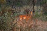 Safari al Madikwe Game Reserve