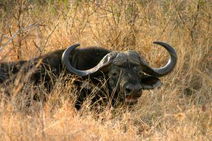 Bufali al Madikwe Game Reserve