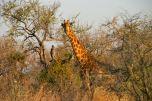 Giraffa al Madikwe game Reserve