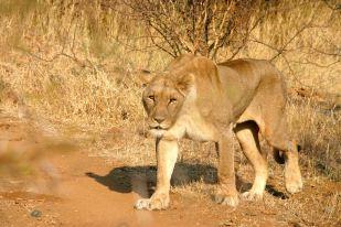 Chaba a caccia - Madikwe Game Reserve