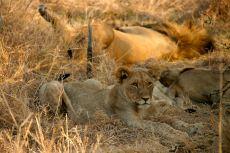 Famiglia di leoni al Madikwe Game Reserve