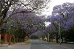 Alberi di Jacaranda a Pretoria