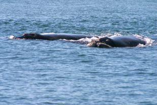 Balene ad Hermanus