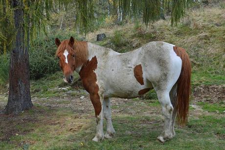 Ippoturismo: relax e passeggiate a cavallo