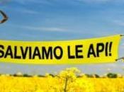 Morìa delle api, mondo pericolo