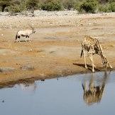 Safari Australe Ovest #6: ingresso in Namibia