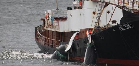 Sentenza Shock dell’ONU. Stop alla caccia alle Balene