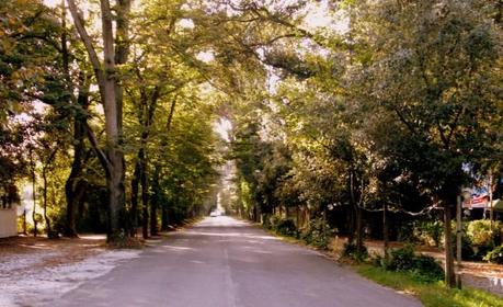 Viareggio - Viale dei Tigli all'altezza della Lecciona nel 2013