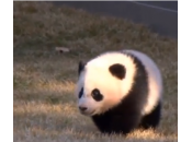 Bao, primo giorno all’aria aperta cucciolo panda (video)