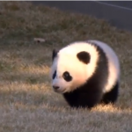 Bao Bao, primo giorno all’aria aperta per il cucciolo di panda (video)