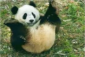 IL PANDA GIGANTE