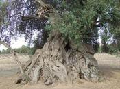 limba” poesia sarda Mario Puddu