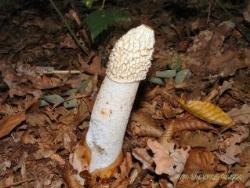Phallus_impudicus