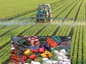 PESTICIDI Ecco alimenti contengono