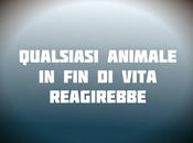 pallanuoto morendo? Falso!