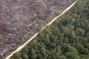 Forest Fires in Indonesia