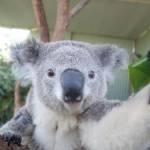 Il koala che si fa i “selfie” allo zoo di Sydney (foto)