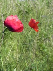 differenza tra Papaver somniferum e Papaver rhoeas