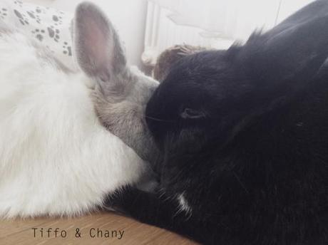 tiffo & chany