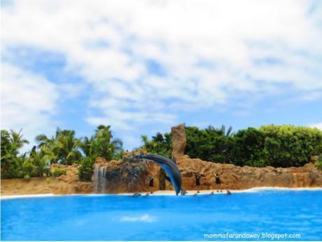 Loro Parque - Tenerife, Canarie