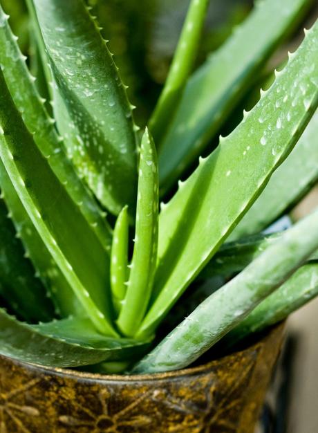 Aloe Vera, proprietà, utilizzi, 10 ricette di bellezza per il viso