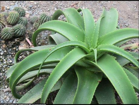 Aloe Vera, proprietà, utilizzi, 10 ricette di bellezza per il viso