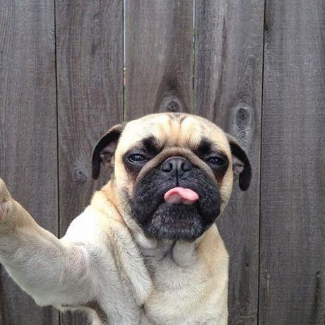 themusik i selfie vip celebrity cani dog amici selfie dog Top 10 i selfie dei vip con i loro amici cani