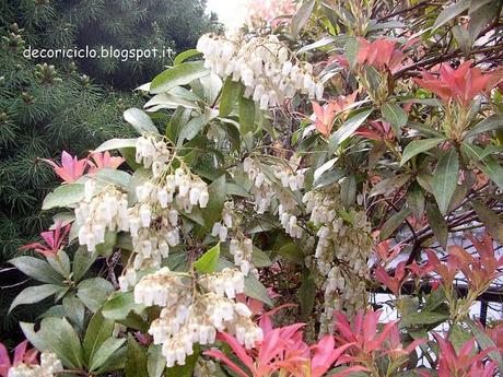 2. fiori del mio giardino -pieris-