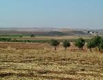 campo_grano