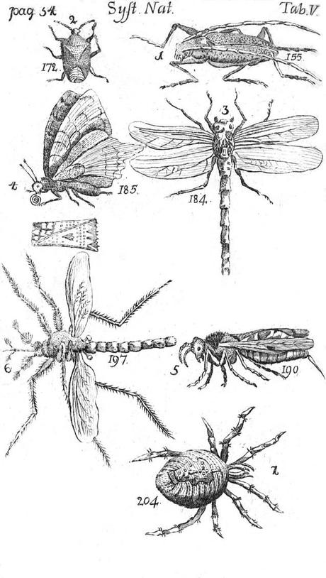 Systema_Naturae_Plate_V