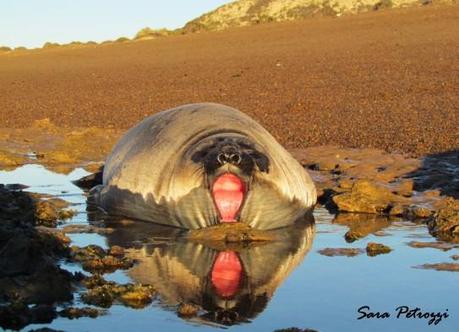 79.tengo sueniooo1 543x392 I tesori della Penisola Valdés, seconda parte: un grande amore