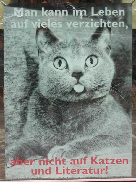 Poll sulla Connessione dati - Immaigne gatto tedesco