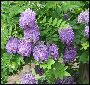 Wisteria frutescens 'Longwood Purple'