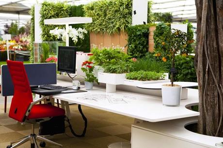 Le piante e il loro effetto benefico in ufficio