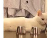 gatto vince sempre gioco delle campanelle (video)