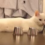 Il gatto che vince sempre al gioco delle tre campanelle (video)