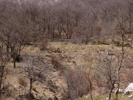 Se guardate con attenzione vedrete dei piccoli puntini bruni: sono i cervi scesi al fiume Sangro a bere, che si tengono, però, a debita distanza