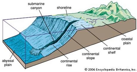 Canyon sottomarino in prossimità della foce di un fiume: frane sottomarine possono scendere lungo il canyon e lungo la scarpata continentale trasportando così sedimenti (e nutrimenti) verso la piana abissale.