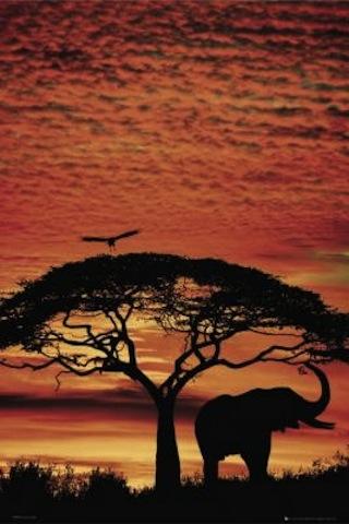 20101179334_Maxi-Posters-Africa-Sunset---Elephant-73218