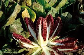 radicchio come fare orto