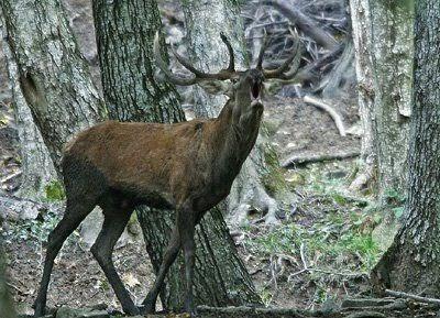 Parco nazionale delle Foreste Casentinesi: Foreste millenarie ed ambienti naturali.