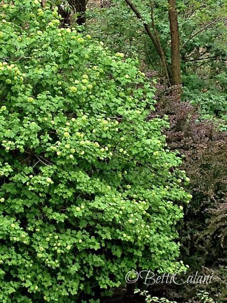 viburnum opulus