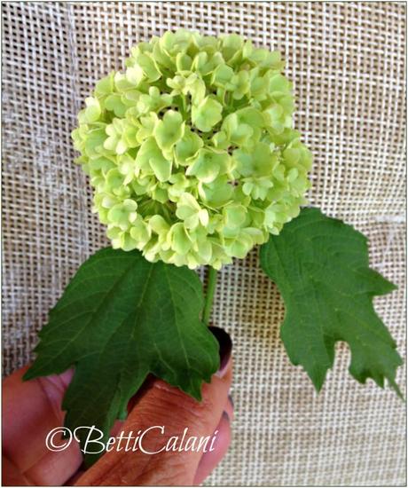 viburnum opulus_fiore