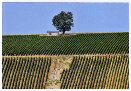 Cuore di Champagne - Vita idilliaca tra le colline dei vigneti di Francia. Un esempio da imitare in Italia