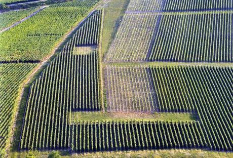 Cuore di Champagne - Vita idilliaca tra le colline dei vigneti di Francia. Un esempio da imitare in Italia