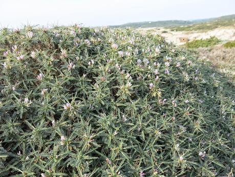 Astragalus piante per il giardino litoraneo