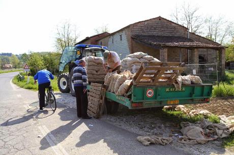 la coltivazione della patata in val d'Egola