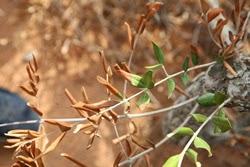 Che malattia hanno alcuni Olivi del Salento leccese?