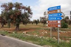 Che malattia hanno alcuni Olivi del Salento leccese?